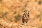 USA, California, Anza Borrego Desert State Park. Burrowing owl close-up. Art Print
